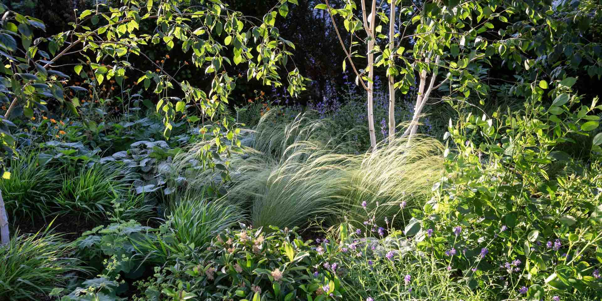 Naturalistic planting with Silver Birch, grasses, and evergreen and perennial layered underplanting