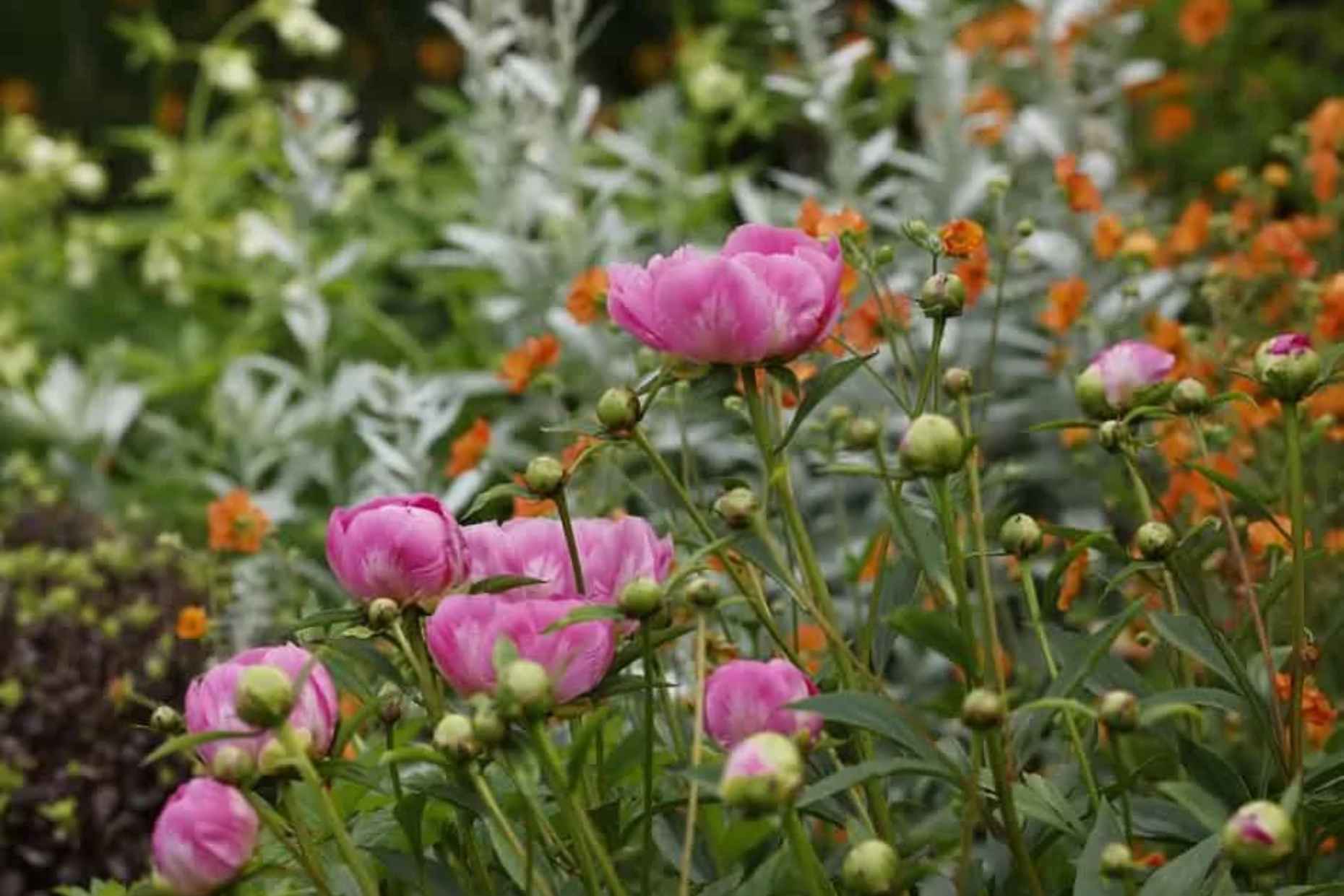Pink peonies and orange flowers in a lush garden setting.